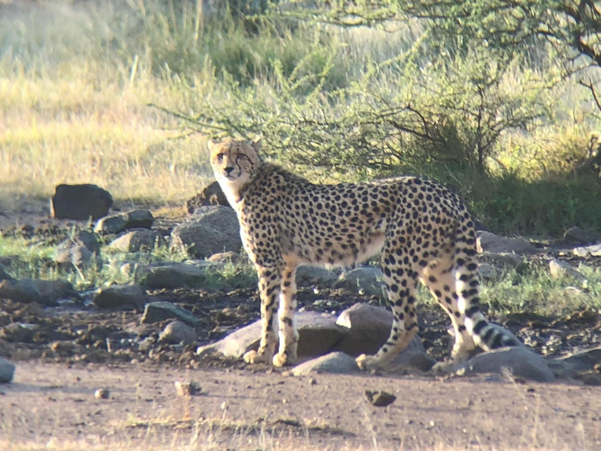 Pangolin Game Lodge - Self Catering, Incl 2 Game Drives Per Day Matlhagame Екстер'єр фото