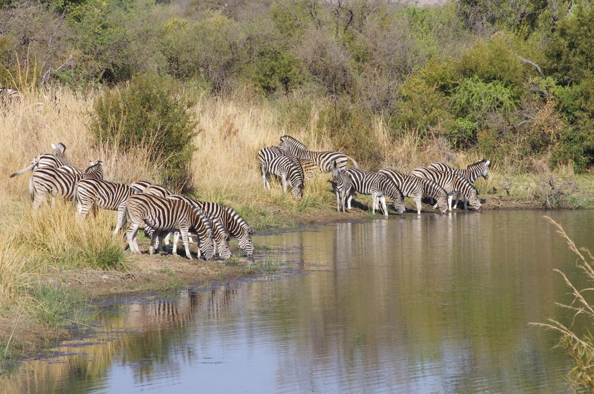 Pangolin Game Lodge - Self Catering, Incl 2 Game Drives Per Day Matlhagame Екстер'єр фото
