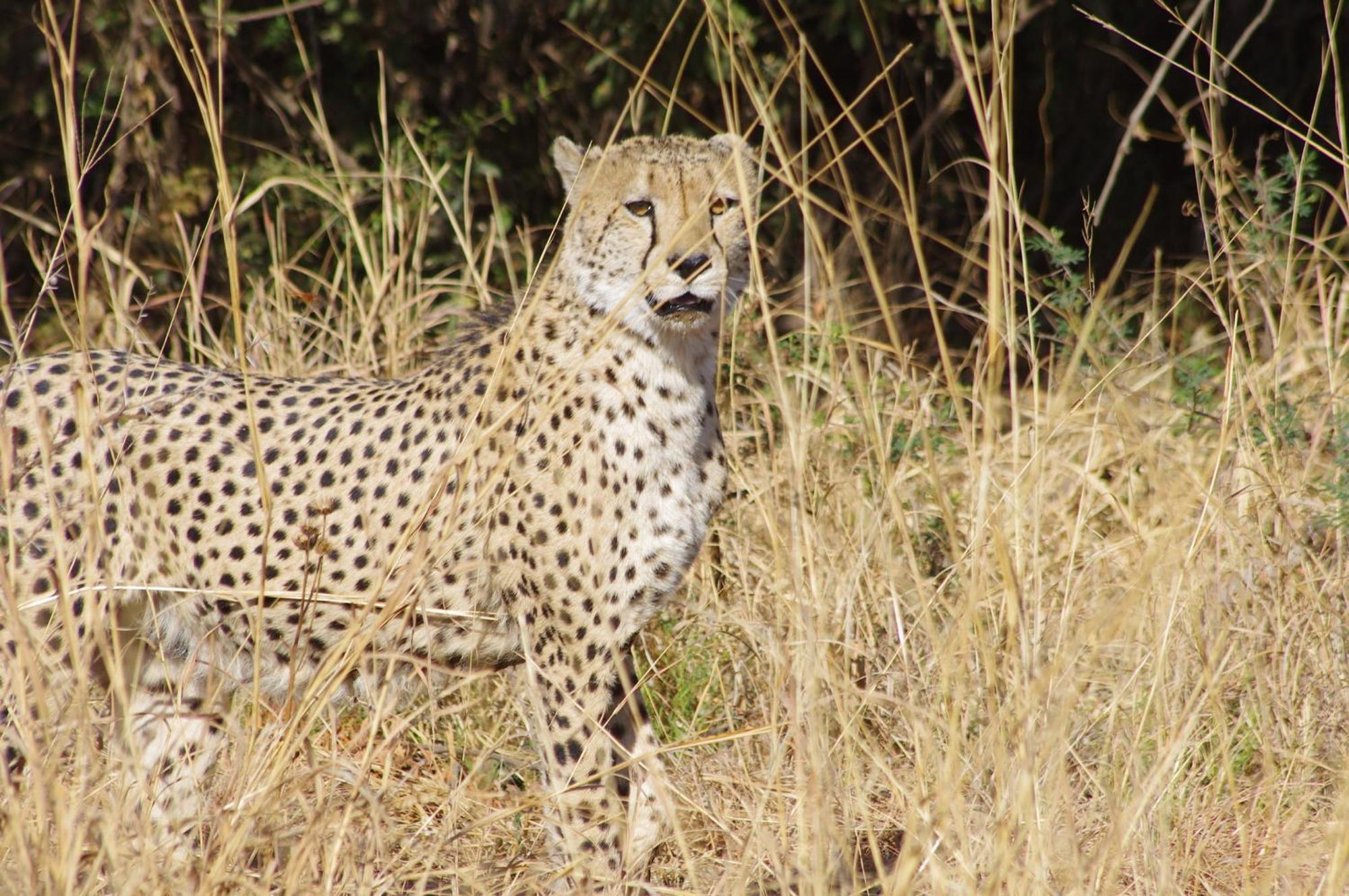 Pangolin Game Lodge - Self Catering, Incl 2 Game Drives Per Day Matlhagame Екстер'єр фото