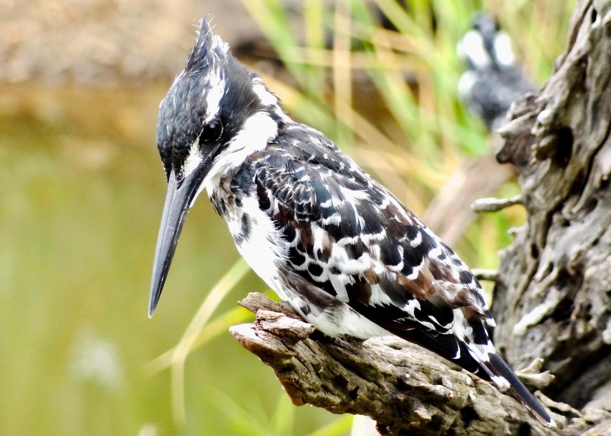 Pangolin Game Lodge - Self Catering, Incl 2 Game Drives Per Day Matlhagame Екстер'єр фото