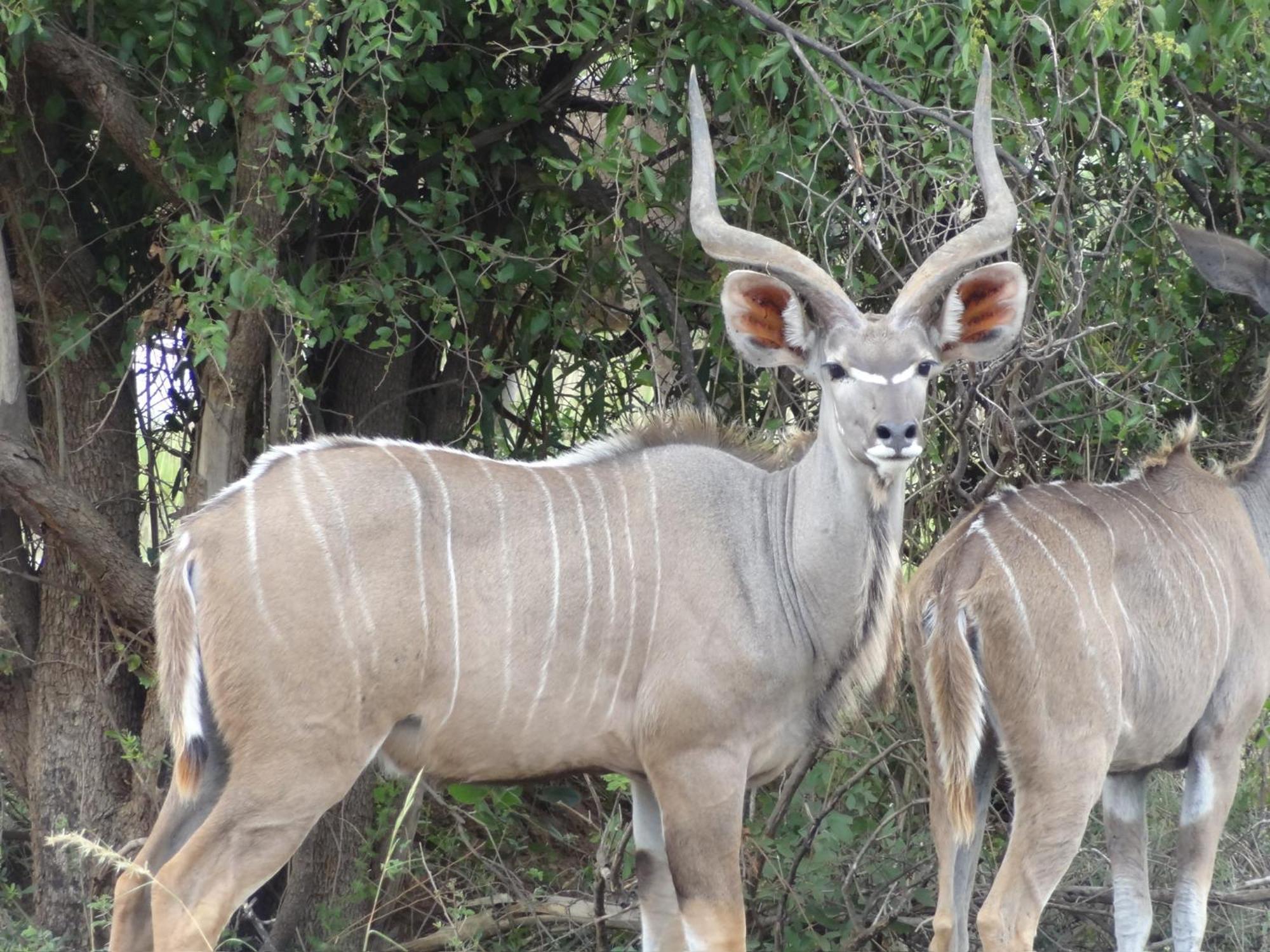 Pangolin Game Lodge - Self Catering, Incl 2 Game Drives Per Day Matlhagame Екстер'єр фото