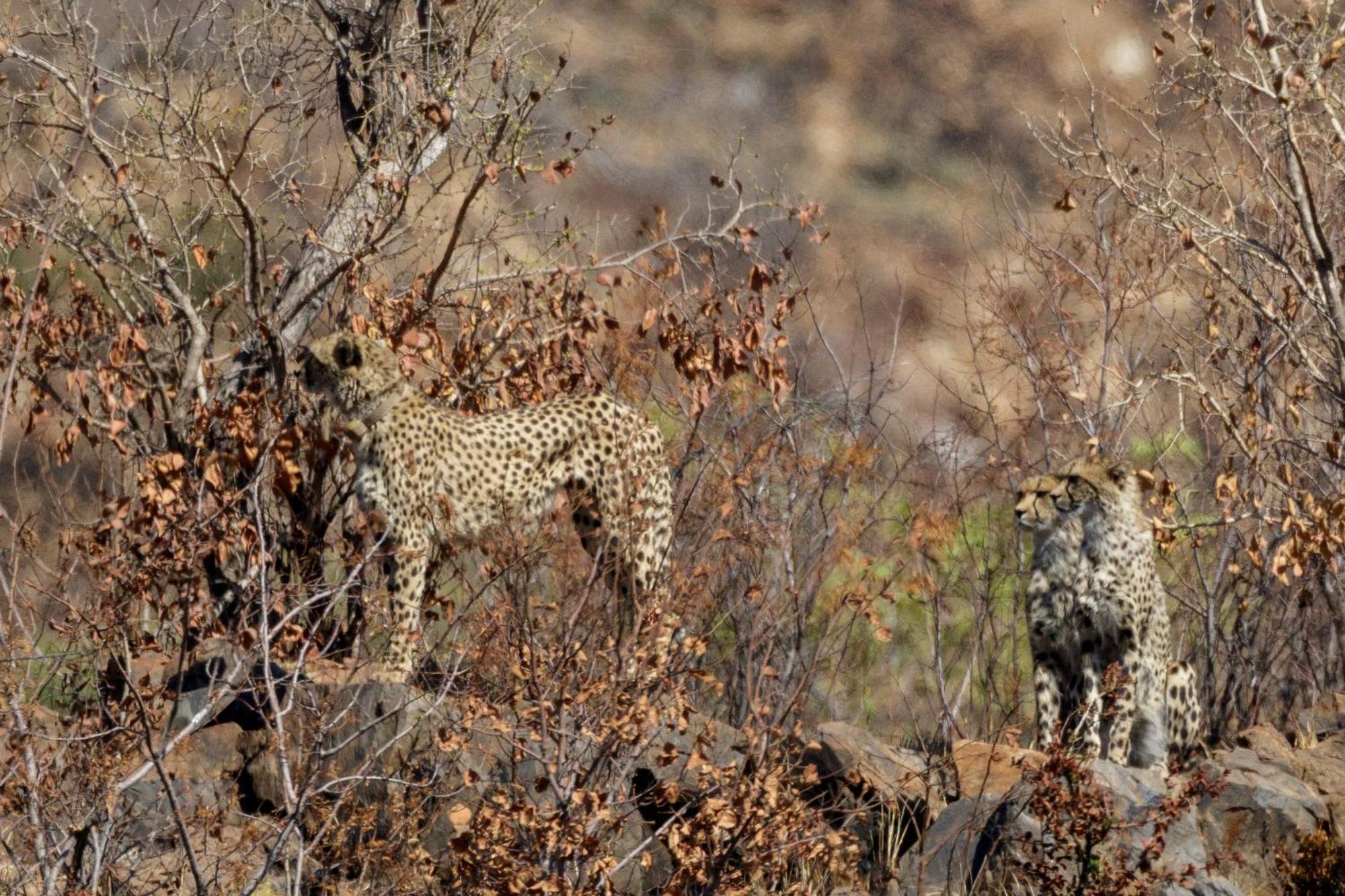 Pangolin Game Lodge - Self Catering, Incl 2 Game Drives Per Day Matlhagame Екстер'єр фото