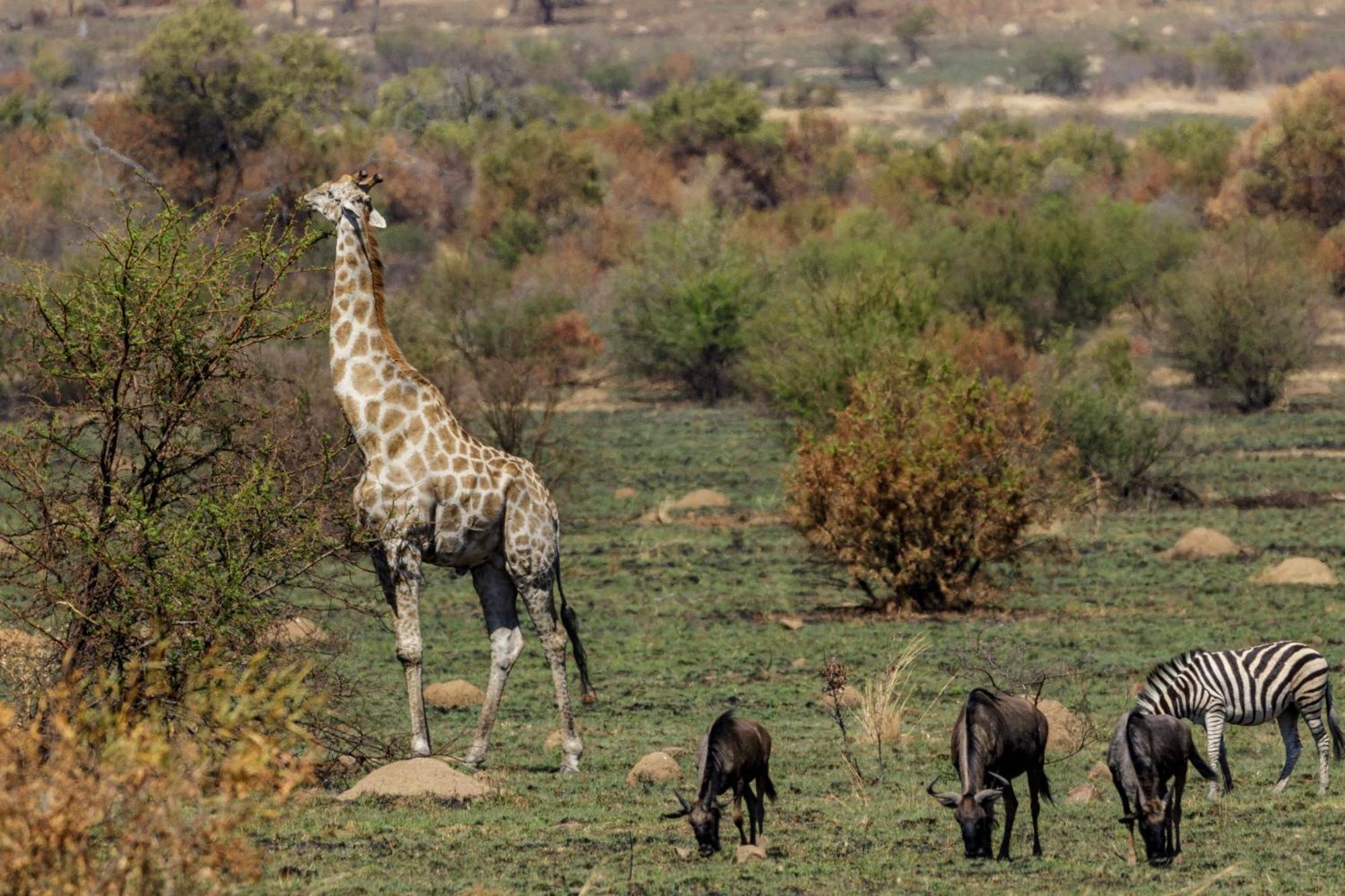 Pangolin Game Lodge - Self Catering, Incl 2 Game Drives Per Day Matlhagame Екстер'єр фото