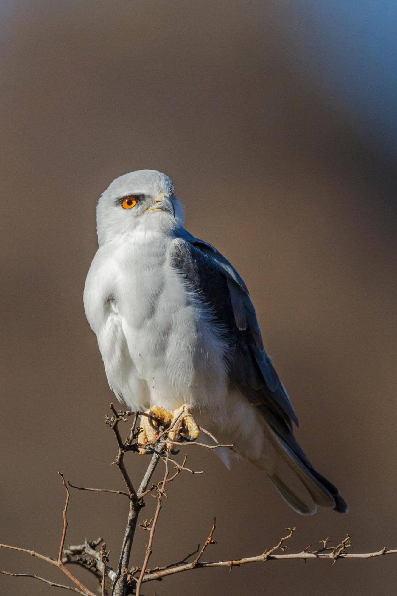Pangolin Game Lodge - Self Catering, Incl 2 Game Drives Per Day Matlhagame Екстер'єр фото