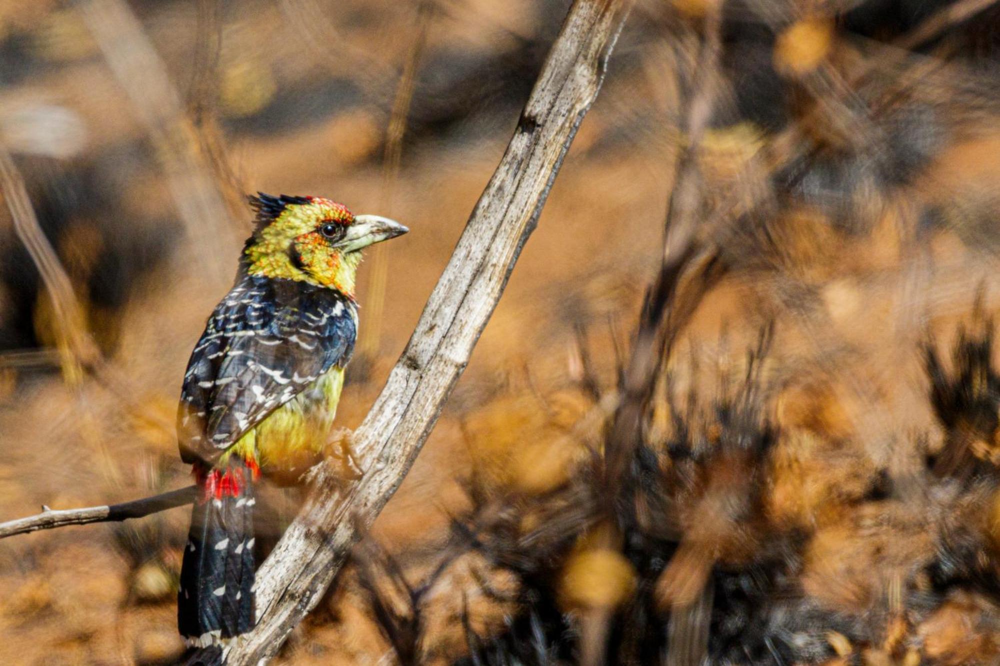 Pangolin Game Lodge - Self Catering, Incl 2 Game Drives Per Day Matlhagame Екстер'єр фото