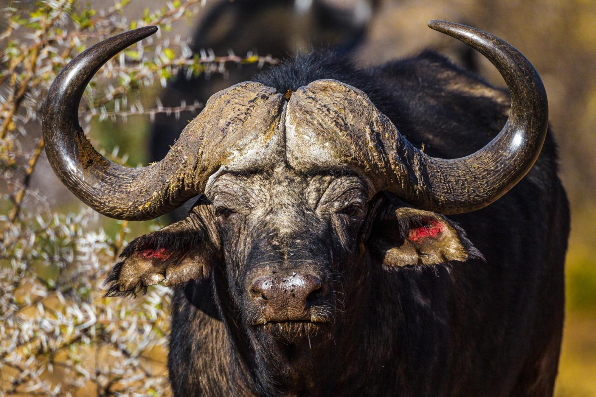 Pangolin Game Lodge - Self Catering, Incl 2 Game Drives Per Day Matlhagame Екстер'єр фото